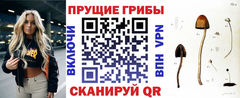 где купить наркотик  Волоколамск  Галлюциногенные грибы Psilocybe 